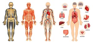 Structure of the human body depicted with different organ systems, an osteopathic perspective on health. 